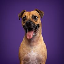 Thumbnail photo of Lua #1