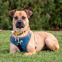 Thumbnail photo of Lua #4