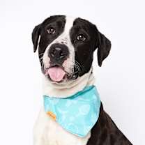 Thumbnail photo of Sox #1