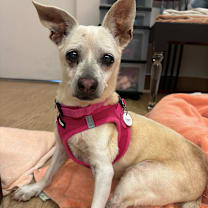 Thumbnail photo of Yarn 13542 #3