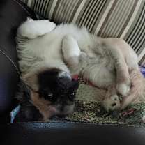 Thumbnail photo of Zander #1