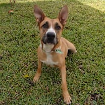 Thumbnail photo of Tawny #1