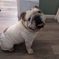 Thumbnail photo of Hank #1