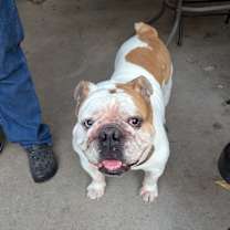 Thumbnail photo of Hank #2