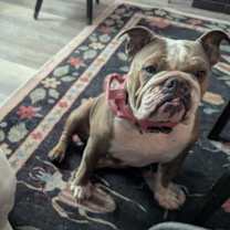 Thumbnail photo of Hank #4