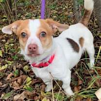 Thumbnail photo of Tinsel #2