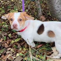 Thumbnail photo of Tinsel #3