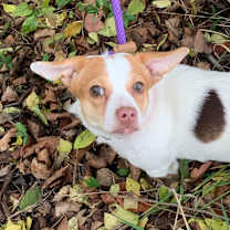 Thumbnail photo of Tinsel #4