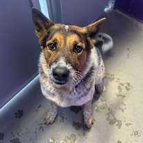 Thumbnail photo of Dodger #2