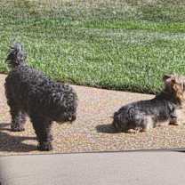 Thumbnail photo of Calvin and Henry #2