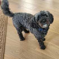 Thumbnail photo of Calvin and Henry #4