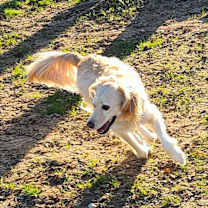 Thumbnail photo of Indiana Jones #2