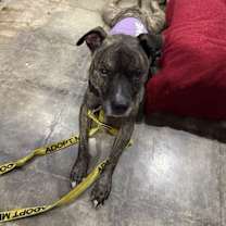 Thumbnail photo of Bolo #4