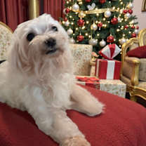 Thumbnail photo of Sherman #1