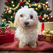 Thumbnail photo of Sherman #2