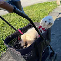 Thumbnail photo of Sherman #4