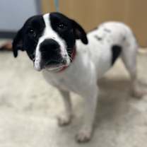 Thumbnail photo of Peace #1