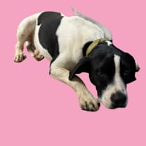 Thumbnail photo of Peace #2