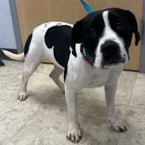 Thumbnail photo of Peace #4