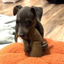 Thumbnail photo of Luna #3