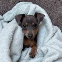 Thumbnail photo of Luna #4