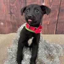 Thumbnail photo of Reese #1