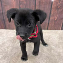 Thumbnail photo of Reese #2