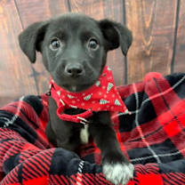 Thumbnail photo of Reese #3