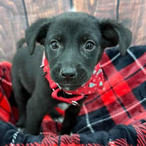 Thumbnail photo of Reese #4