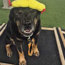 Thumbnail photo of TOBY #4