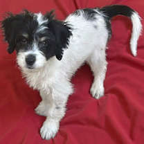 Thumbnail photo of Candy Cane #2