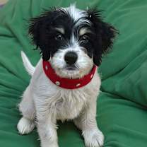 Thumbnail photo of Candy Cane #1