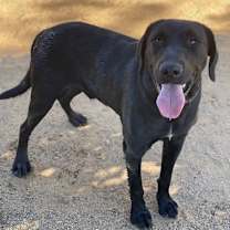 Thumbnail photo of Alfred #4