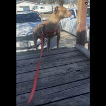 Thumbnail photo of Stoney #3