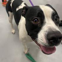 Thumbnail photo of Marley #3