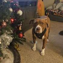 Thumbnail photo of Thumper #1