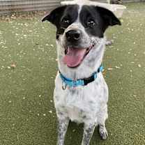 Thumbnail photo of *PIPER #1