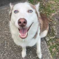 Thumbnail photo of Peppermint #1