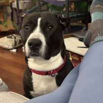 Thumbnail photo of Nubi #3