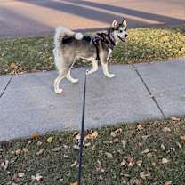 Thumbnail photo of Sage #4