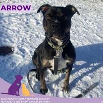 Thumbnail photo of Arrow #1