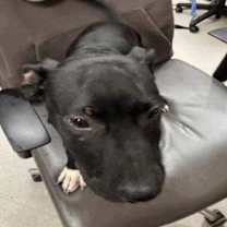 Thumbnail photo of Jasper #2