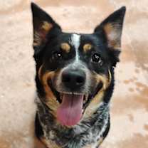 Thumbnail photo of Stella #1