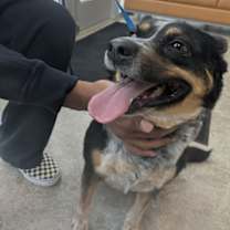 Thumbnail photo of Stella #2