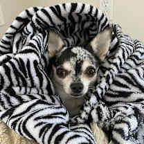 Thumbnail photo of Brooklyn #4