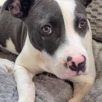 Thumbnail photo of Luci #1