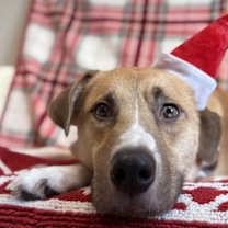 Thumbnail photo of Teddy #2