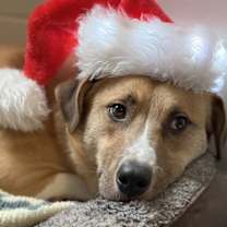 Thumbnail photo of Teddy #3