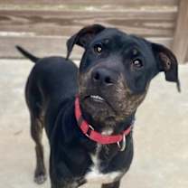 Thumbnail photo of Ozzy #1