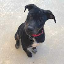 Thumbnail photo of Ozzy #2